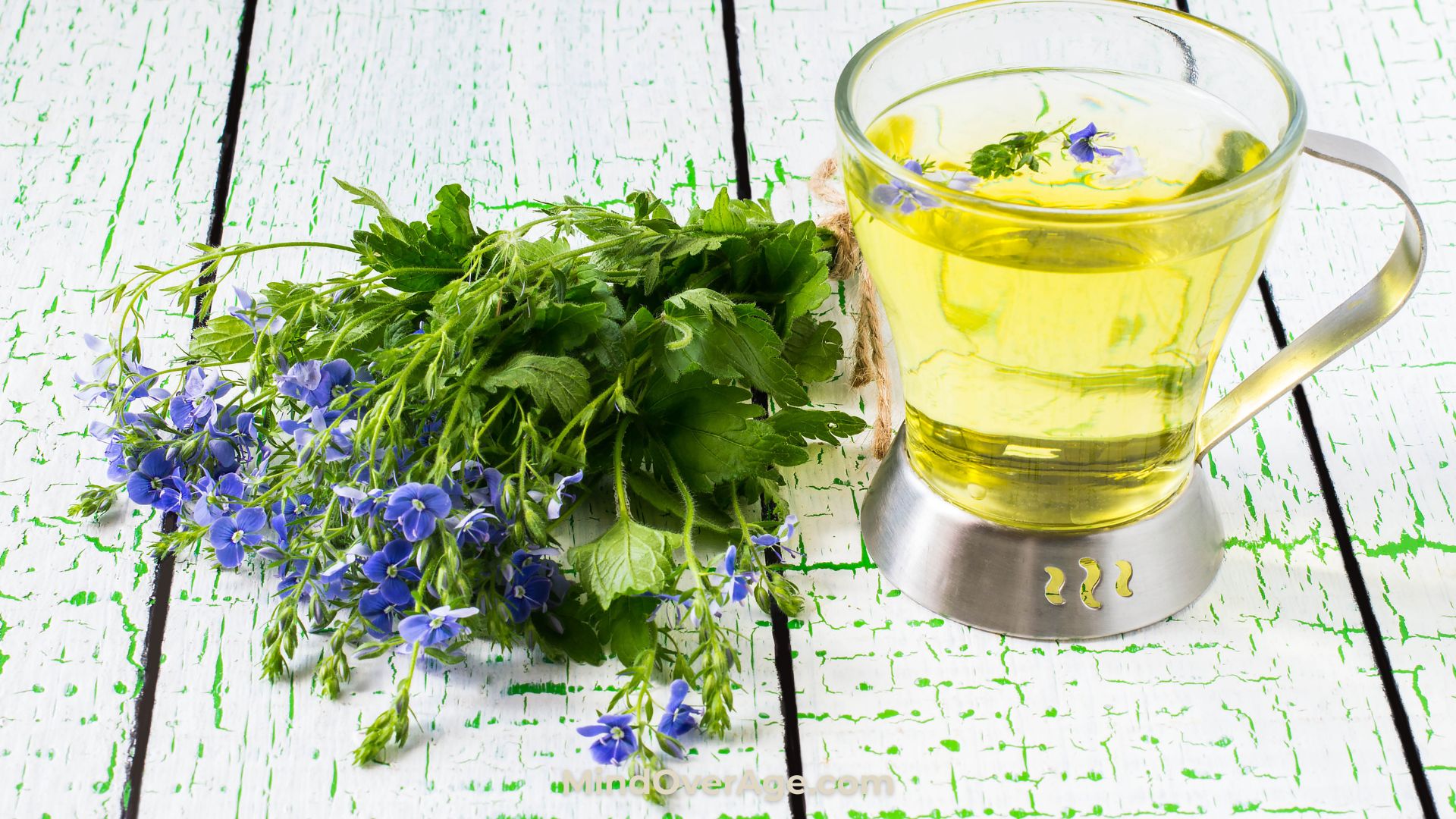 The Truth About Veronica Officinalis