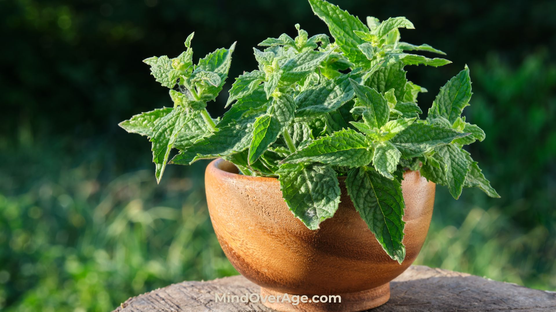 The Truth About Lemon Balm: The Forgotten Herb for Menopause